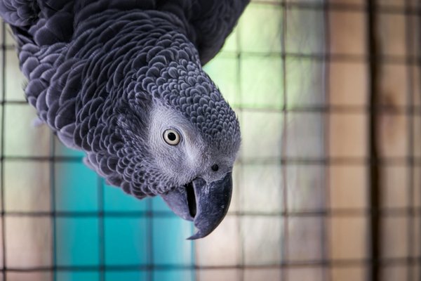 Quels sont les animaux en danger d'extinction en France ?